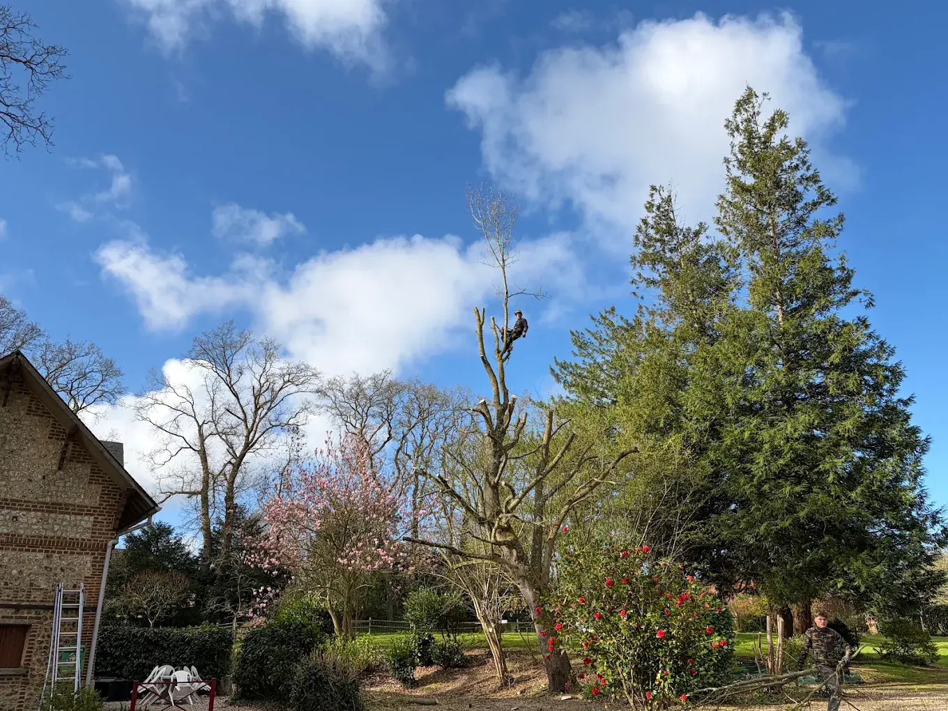 Chantier d’élagage dans un jardin, avec un grimpeur dans l’arbre et une personne au sol