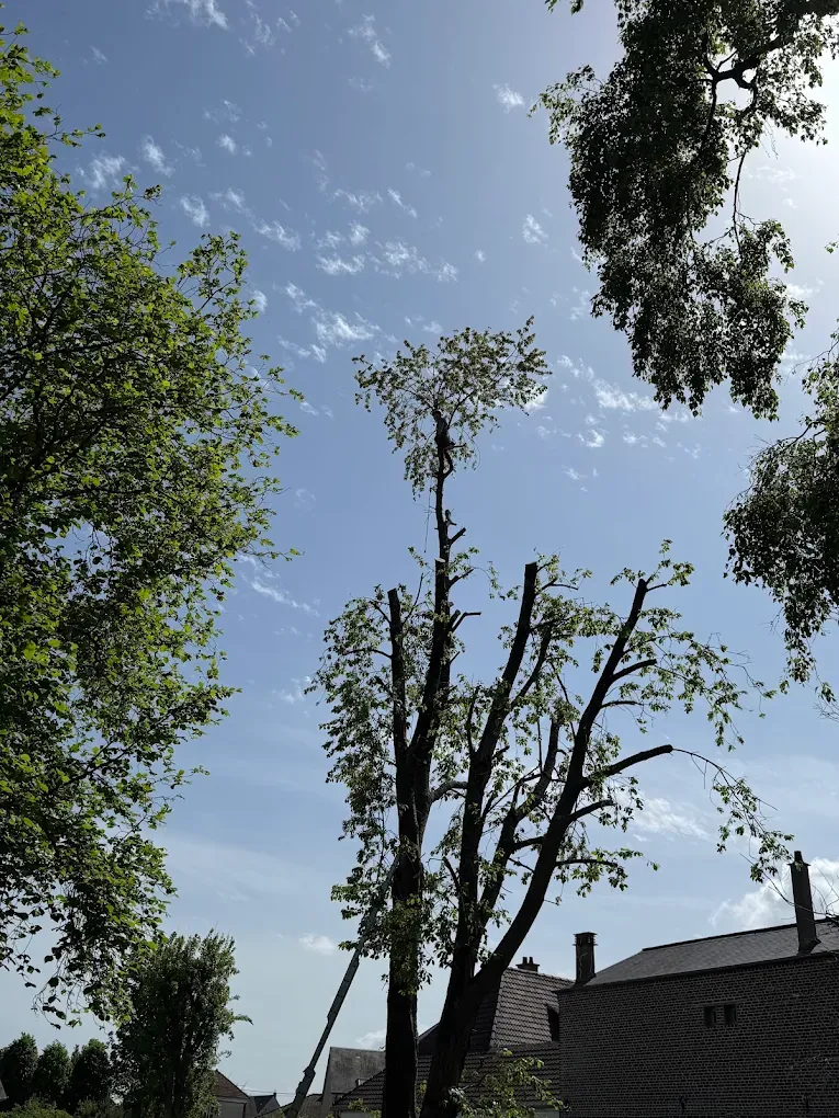 Arbre en cours de démontage près d’une maison, avec un grimpeur au sommet