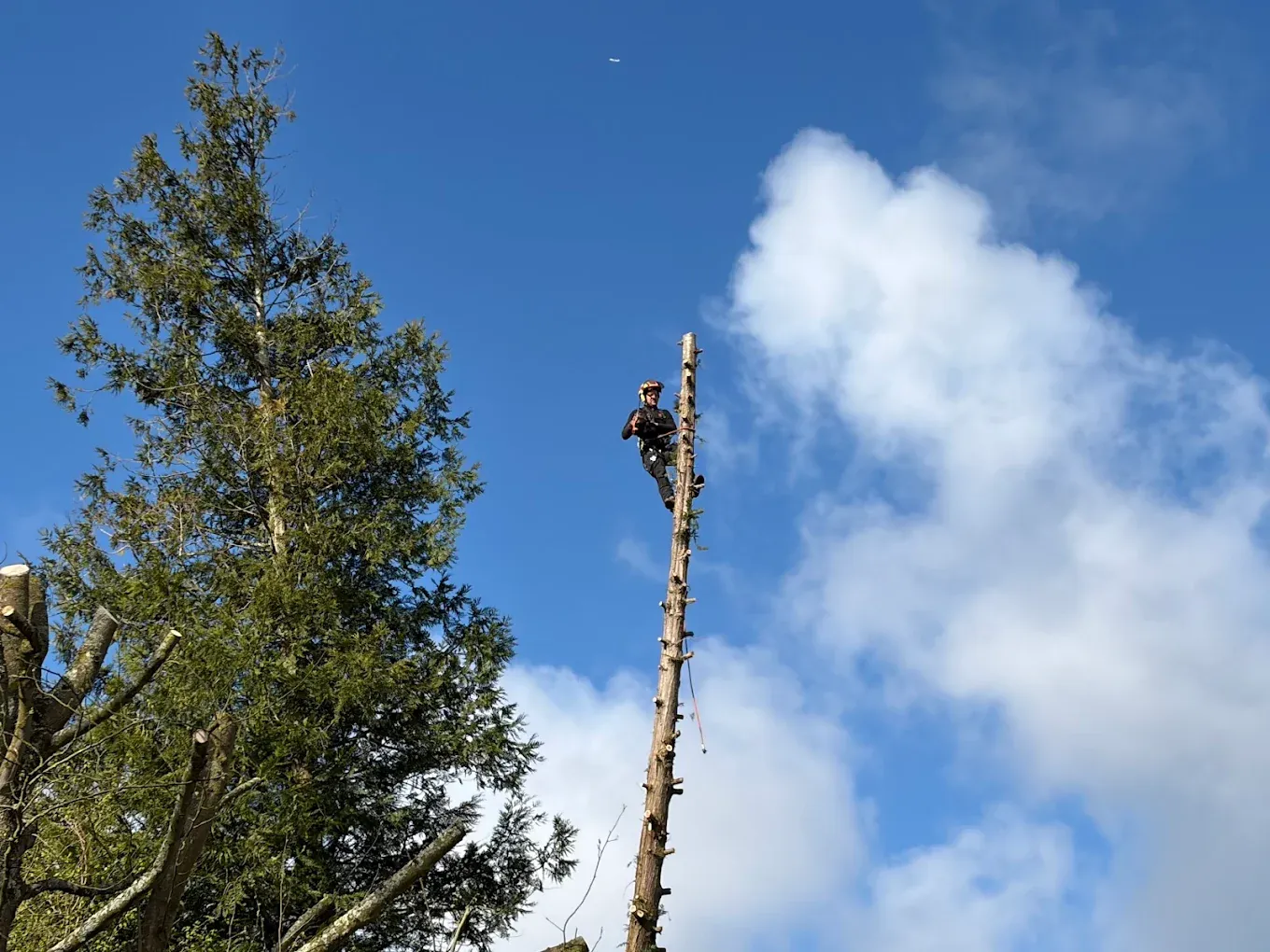 Élagueur encordé sur un tronc après le retrait des branches supérieures