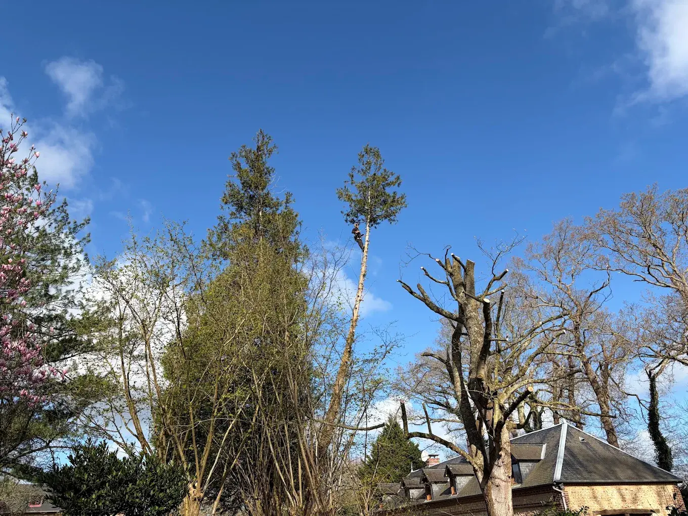Vue d’ensemble d’un jardin avec un élagueur dans un conifère près d’une maison