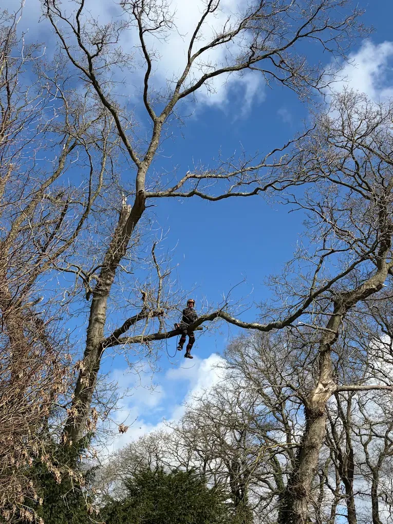 Élagueur encordé installé sur une branche dans un grand arbre
