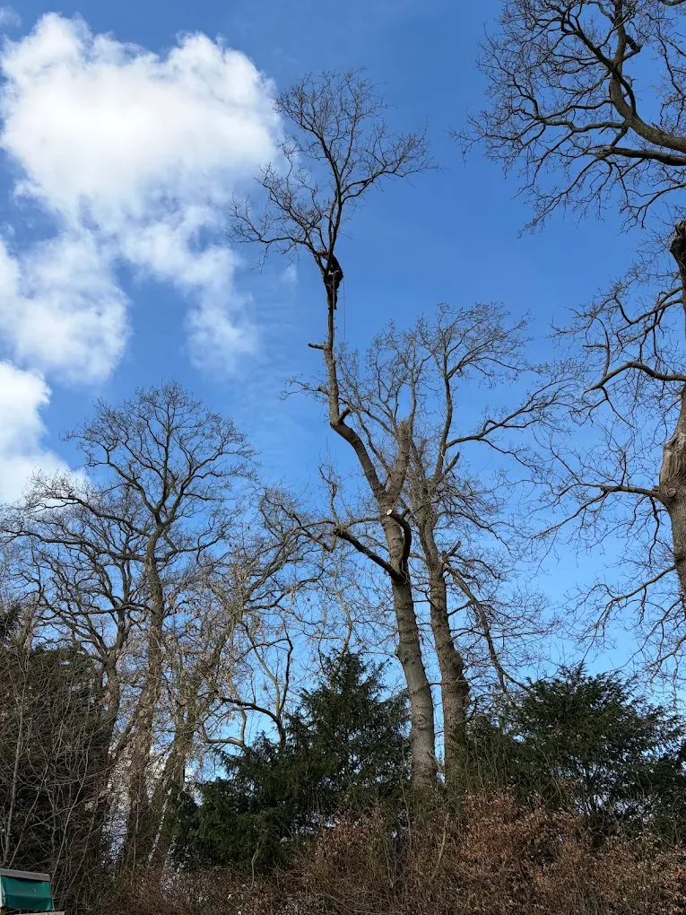 Élagueur travaillant en hauteur dans un arbre sans feuillage