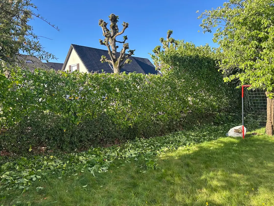 Haie en cours de taille dans un jardin, avec les branches coupées au sol