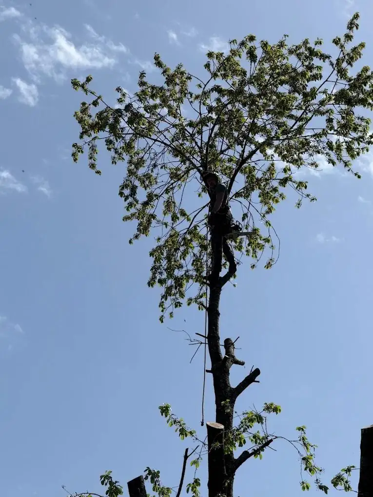 Grimpeur dans un arbre partiellement démonté