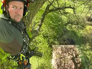 Élagueur encordé en hauteur dans un arbre